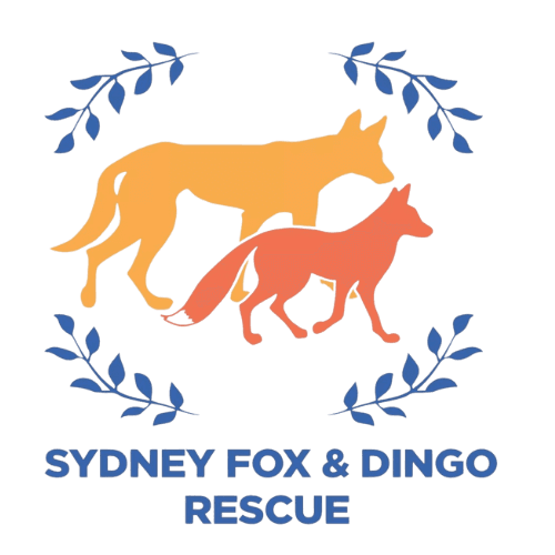 Sydney Fox & Dingo Rescue